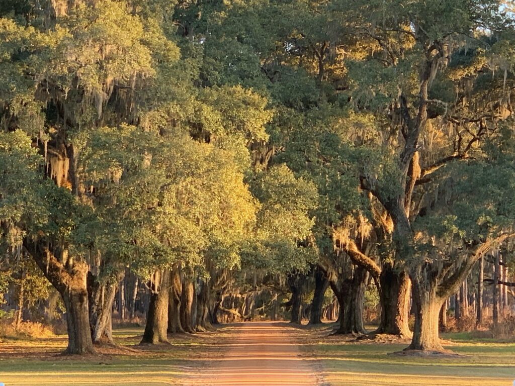 Charleston Massage Therapist